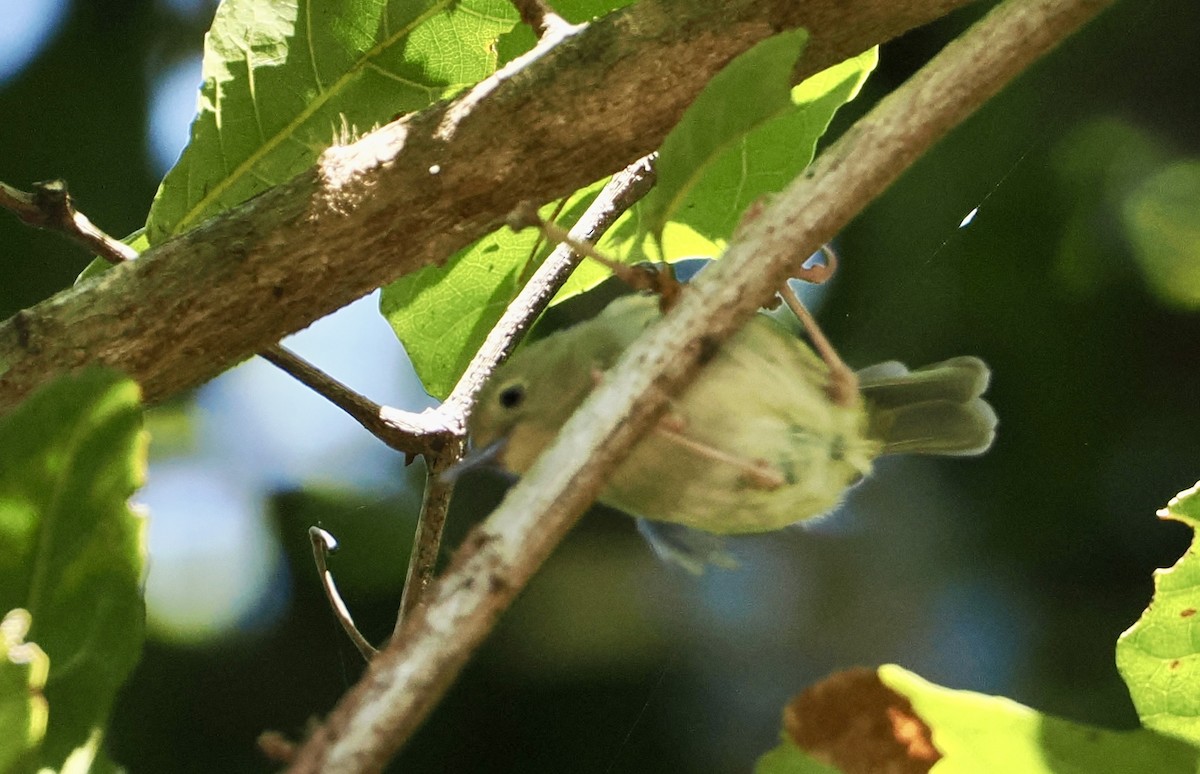 Large-billed Scrubwren - ML624143556