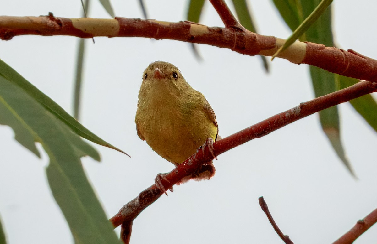 Weebill - ML624143557