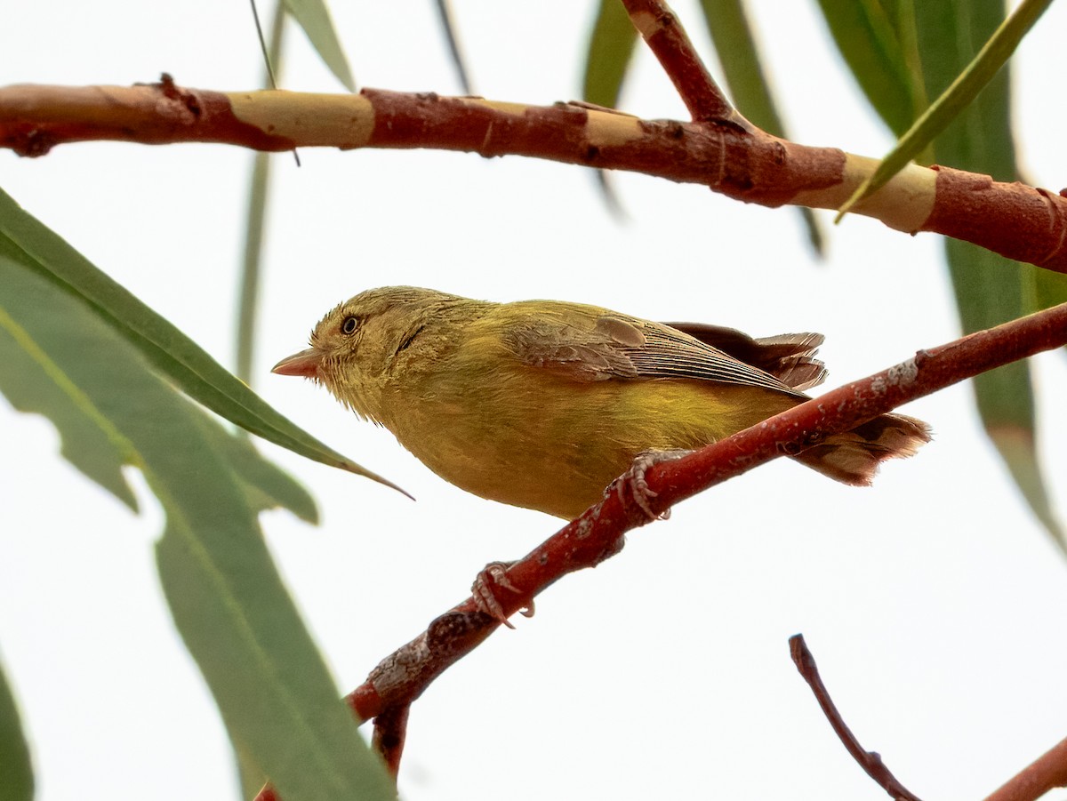 Weebill - ML624143558