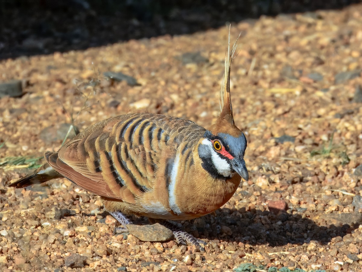 Spinifex Pigeon - ML624143560