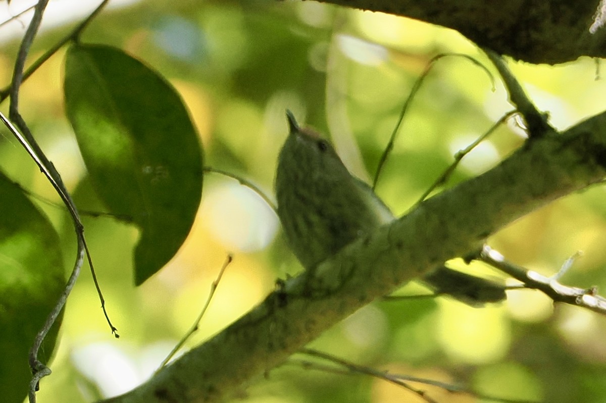 Brown Thornbill - ML624143561