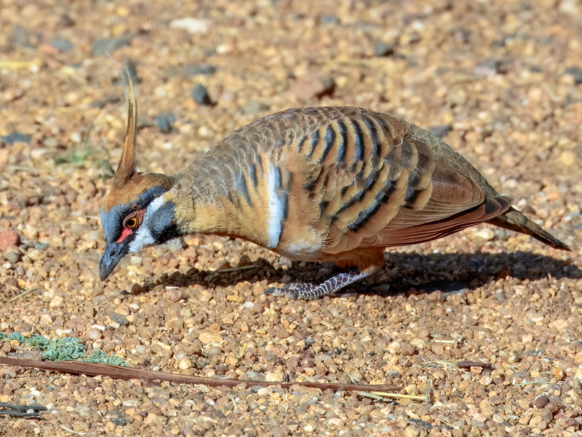 Spinifex Pigeon - Imogen Warren