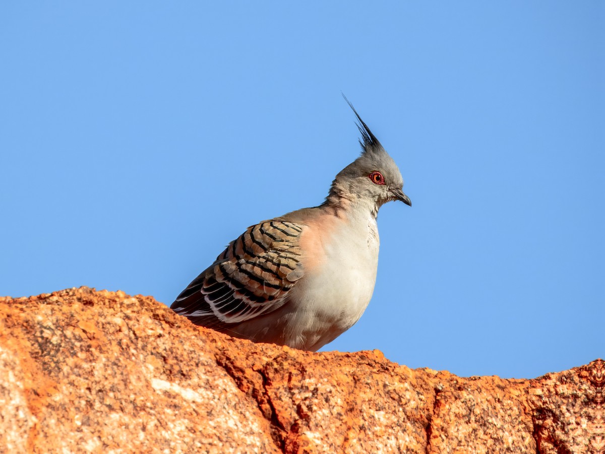 Crested Pigeon - ML624143570