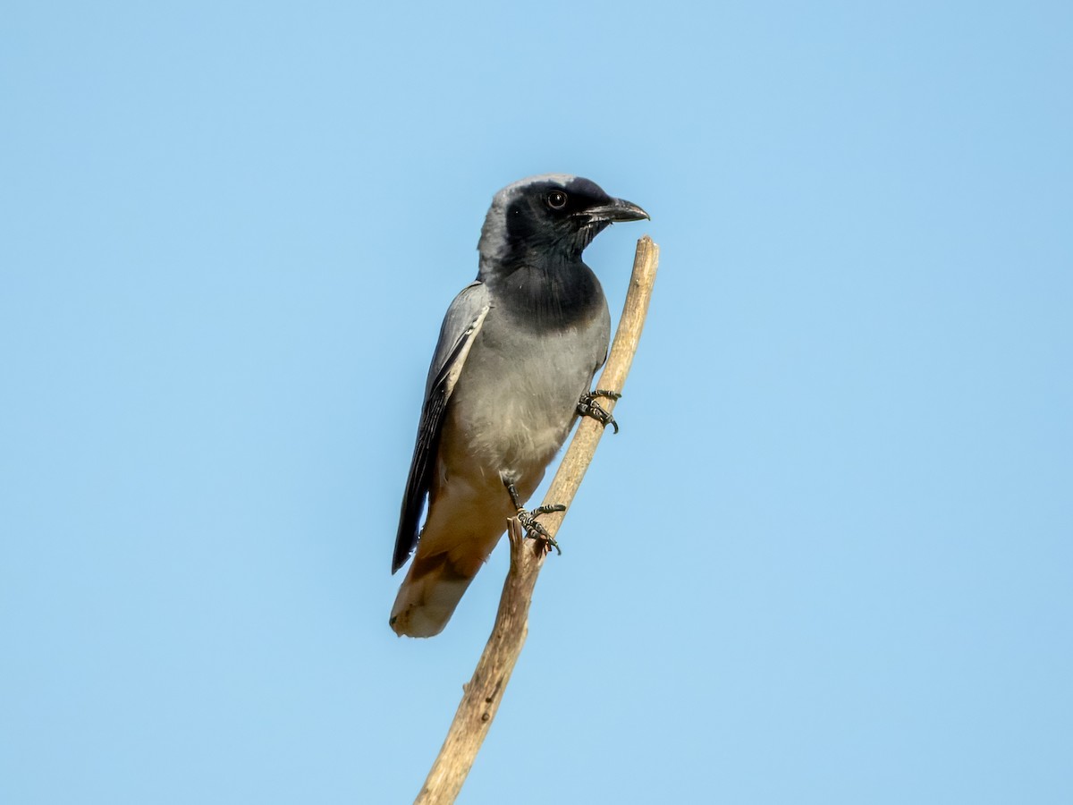 Black-faced Cuckooshrike - ML624143577