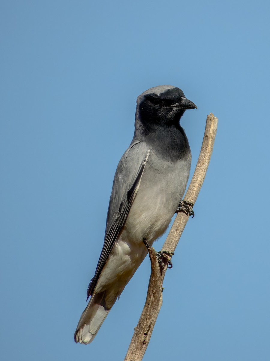 Black-faced Cuckooshrike - ML624143578