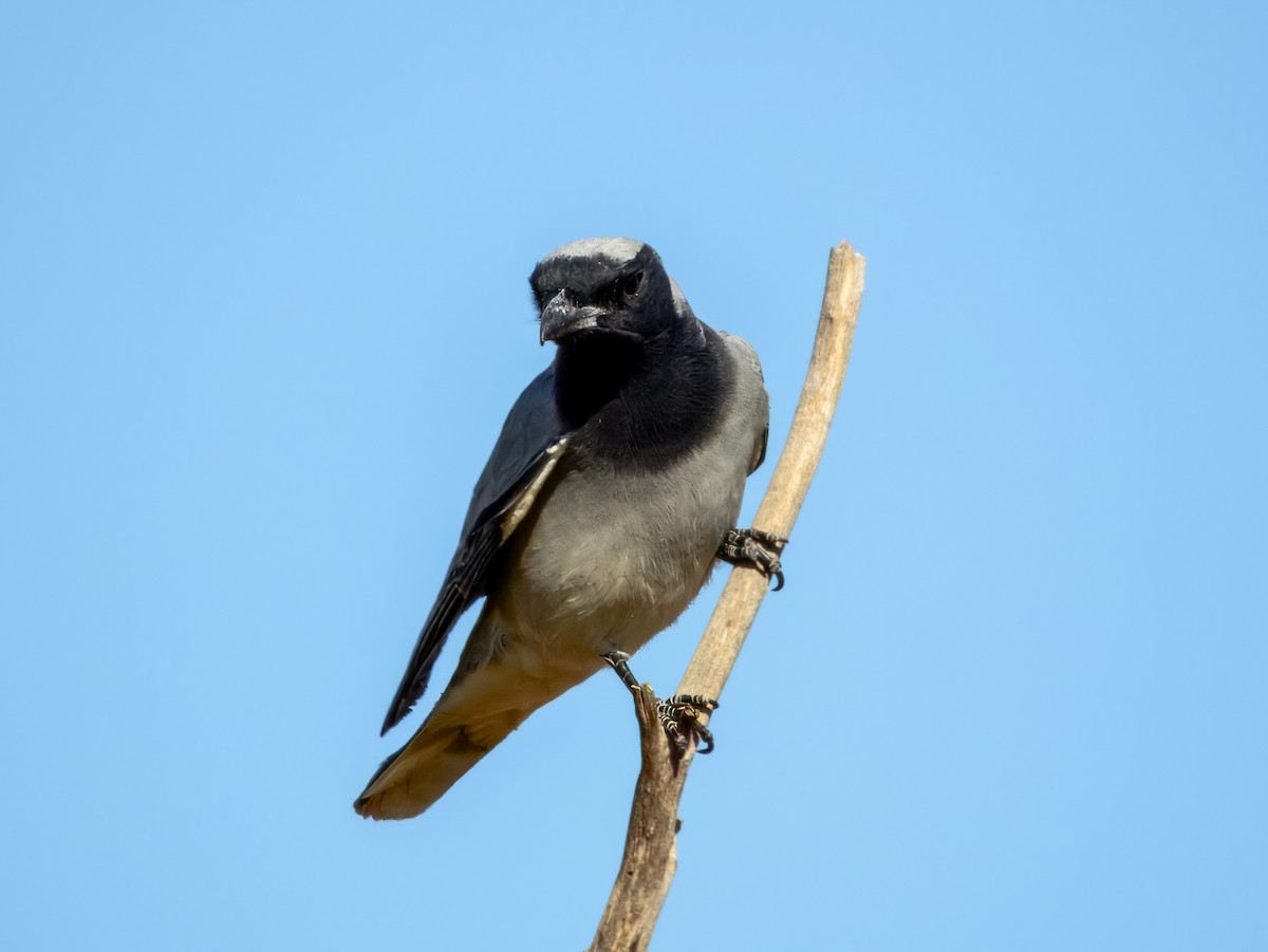 Black-faced Cuckooshrike - ML624143579