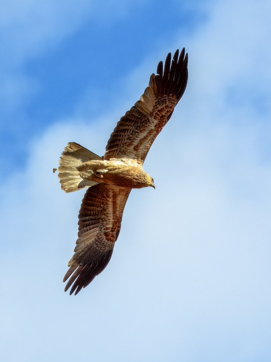 Whistling Kite - ML624143581