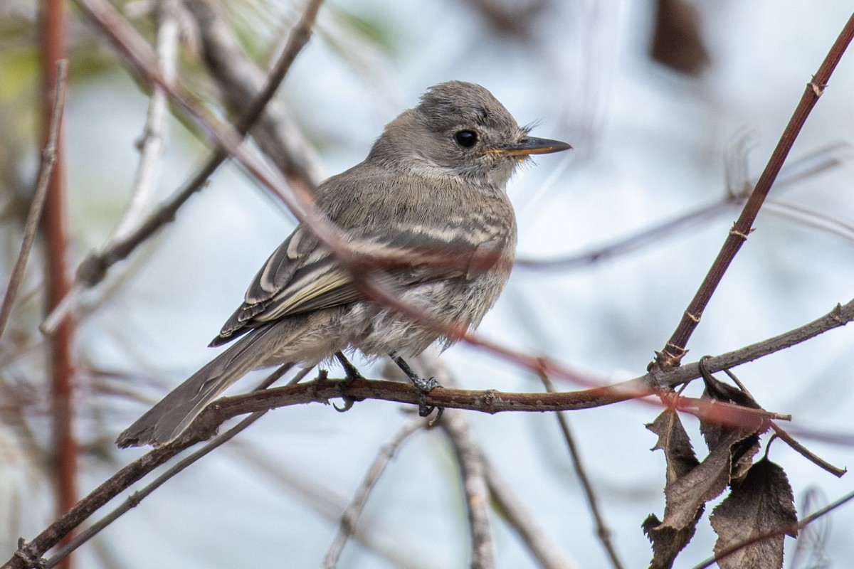 Gray Flycatcher - ML624143584