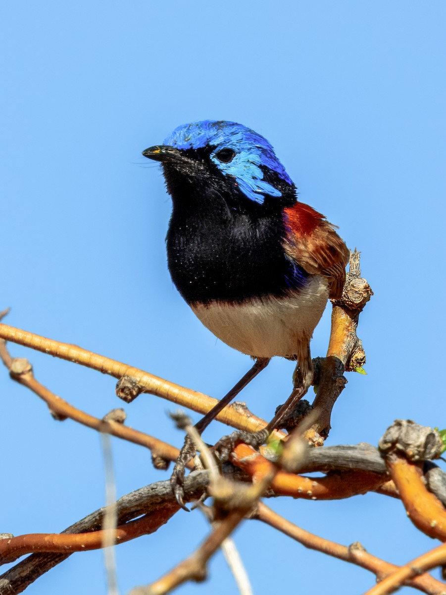 Purple-backed Fairywren - ML624143589