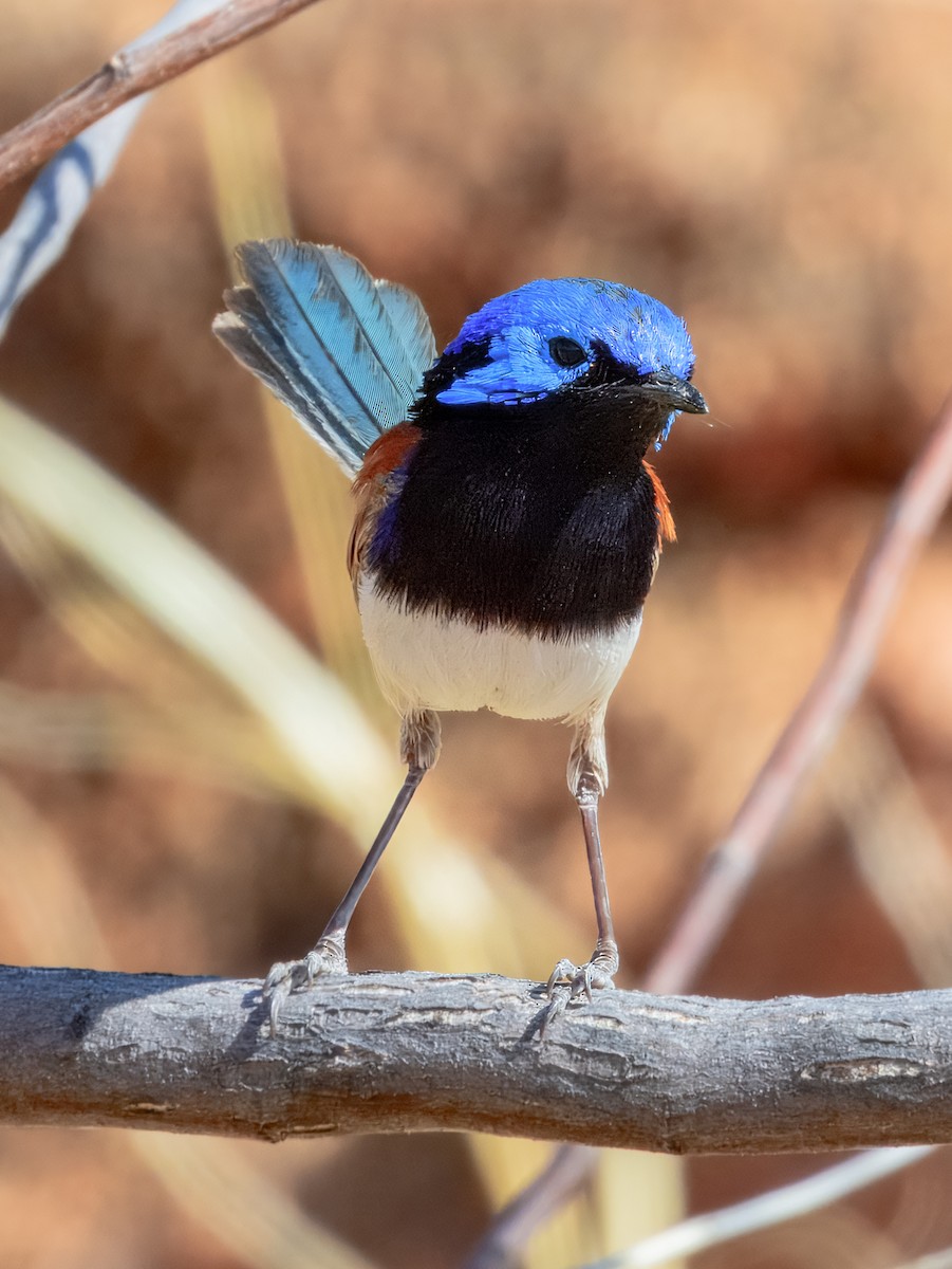 Purple-backed Fairywren - ML624143590