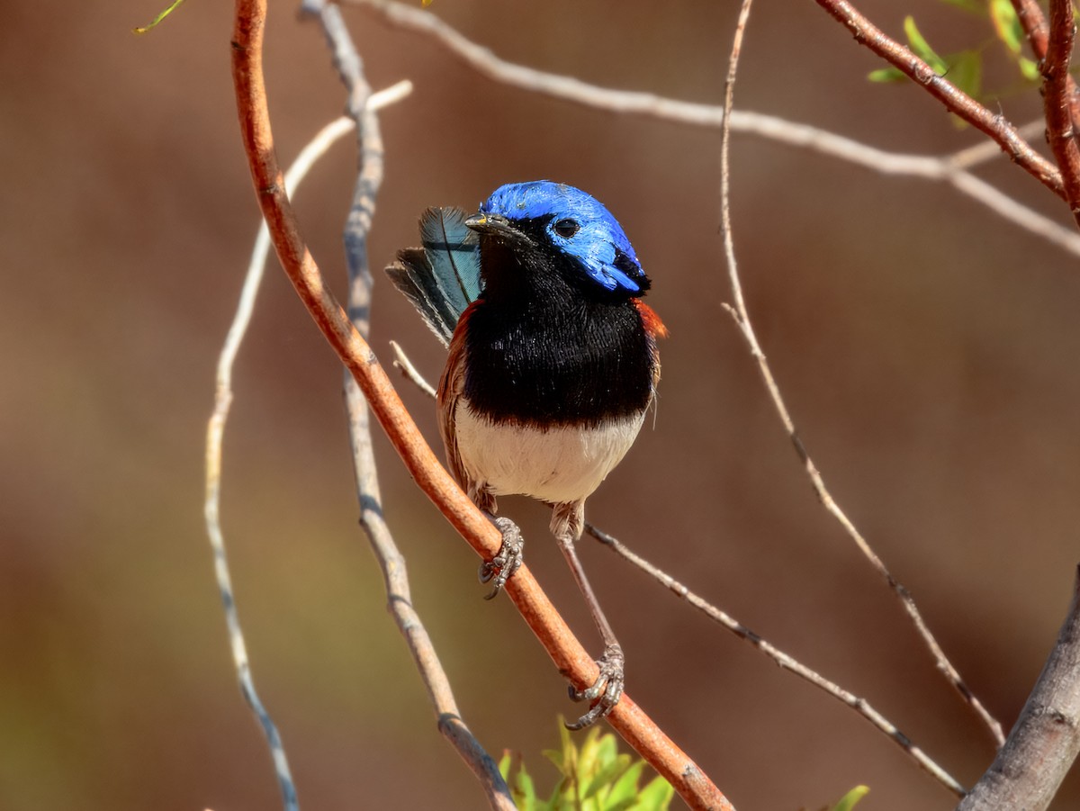 Purple-backed Fairywren - ML624143592