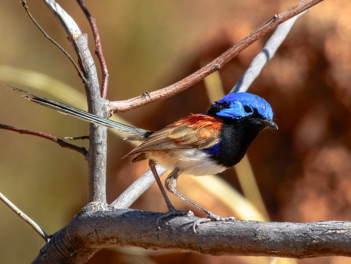 Purple-backed Fairywren - ML624143593