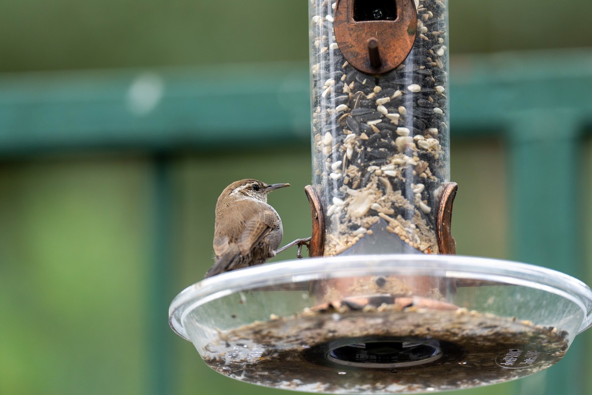 Bewick's Wren - Jenie Singleton