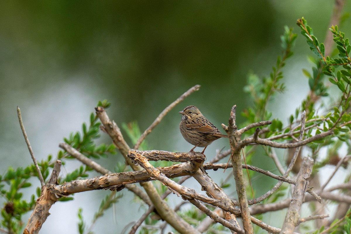 Lincoln's Sparrow - Jenie Singleton