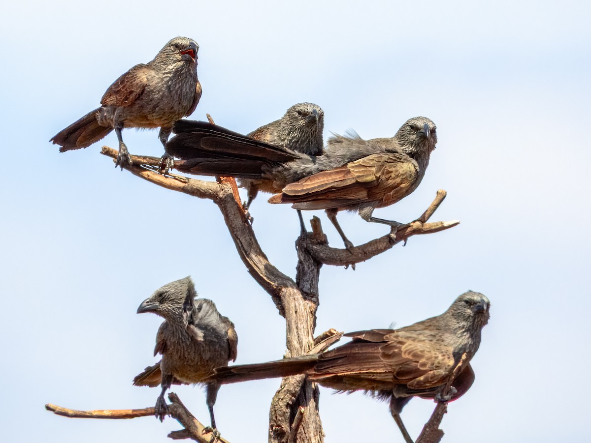 Apostlebird - ML624143636
