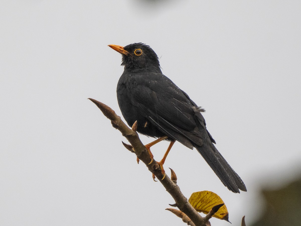 Glossy-black Thrush - ML624143637