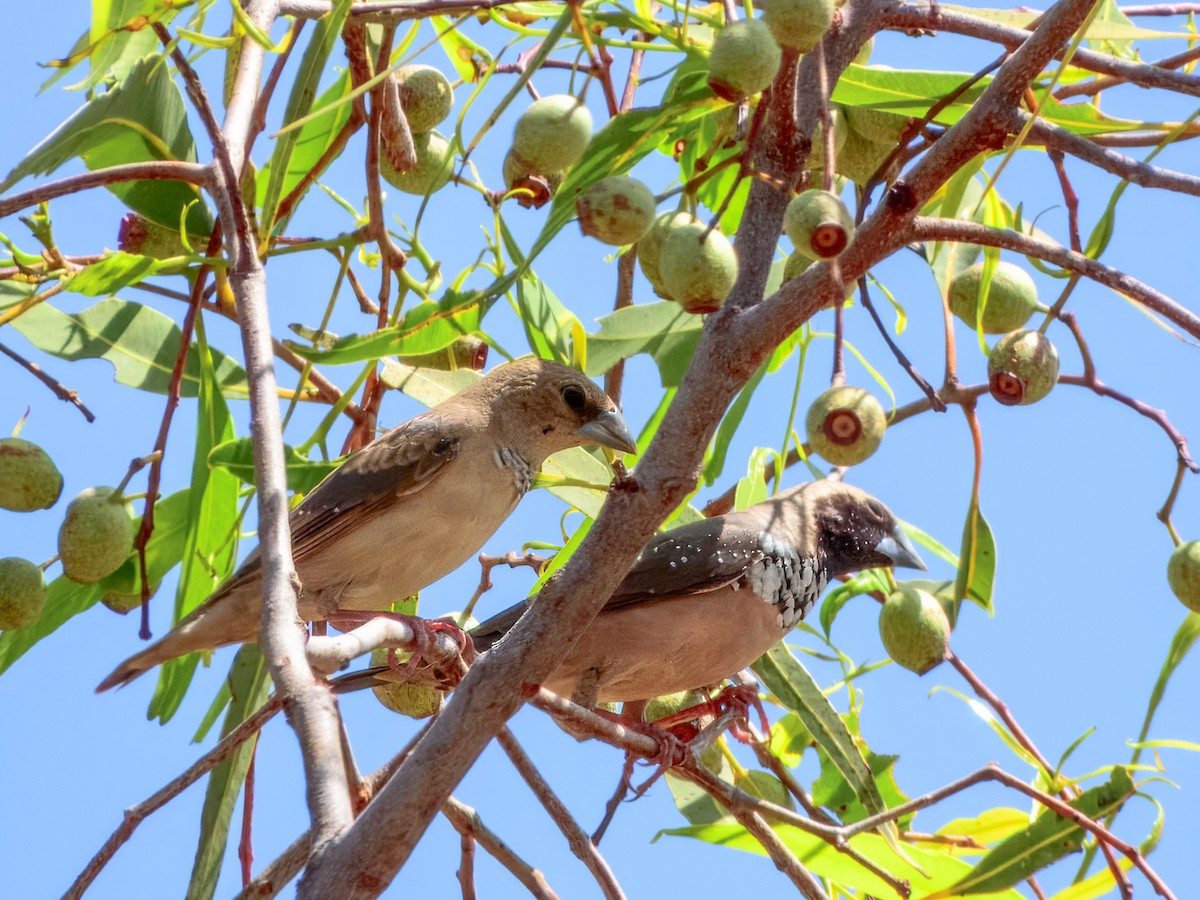 Pictorella Munia - ML624143638