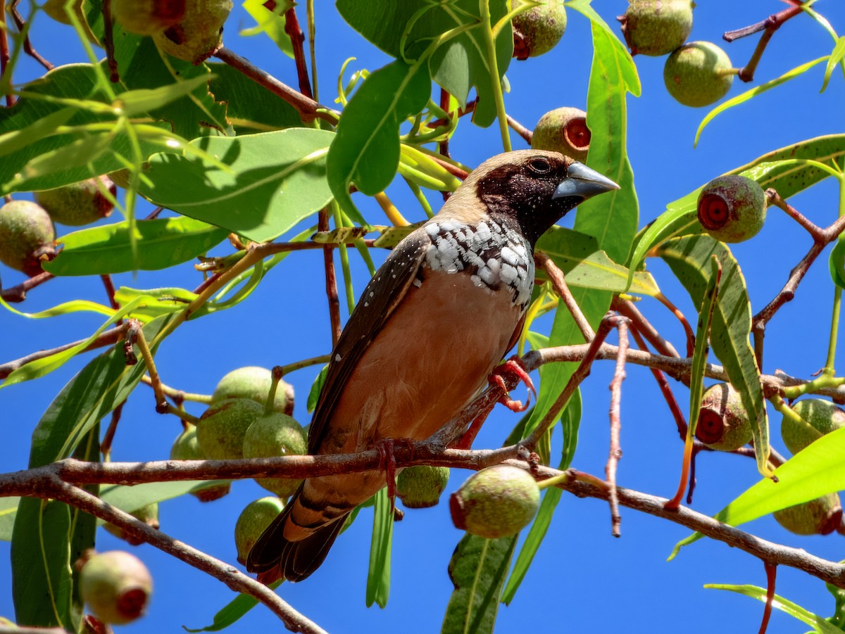 Pictorella Munia - ML624143640