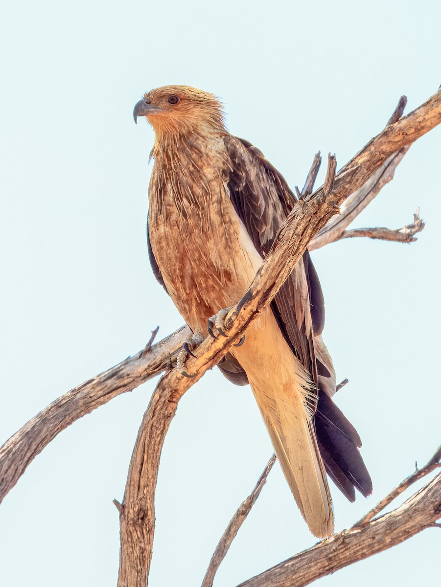 Whistling Kite - ML624143645