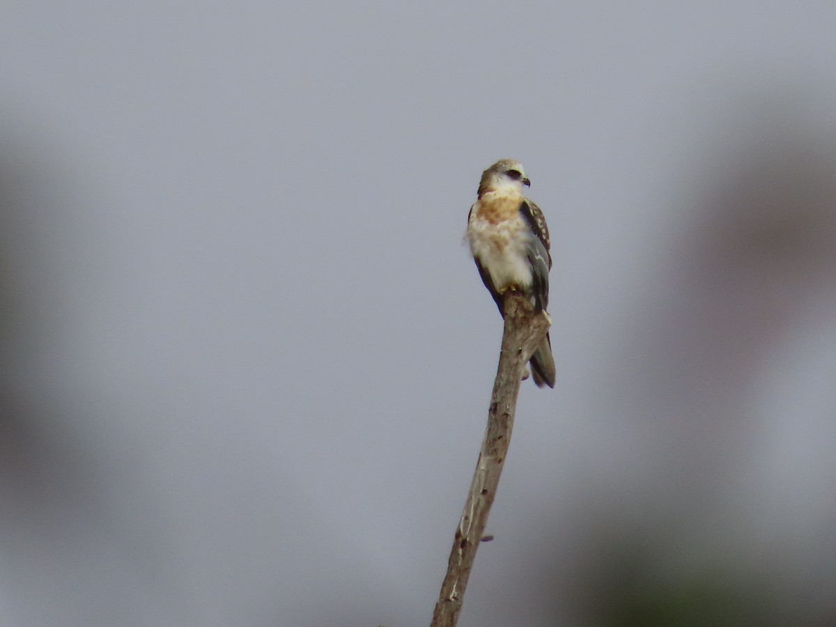 White-tailed Kite - ML624143648