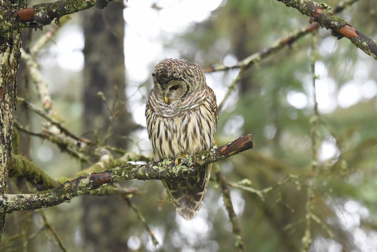 Barred Owl - ML624143650