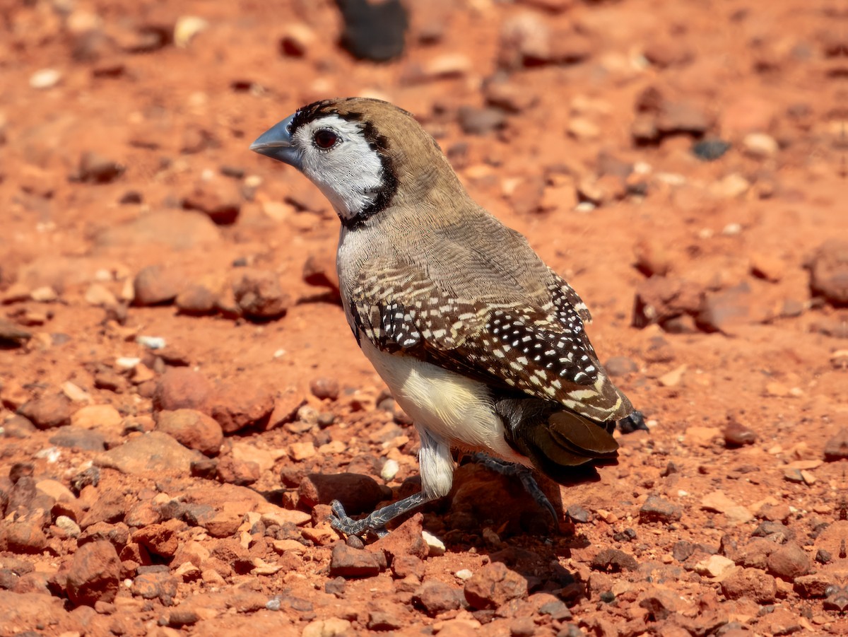 Double-barred Finch - ML624143652
