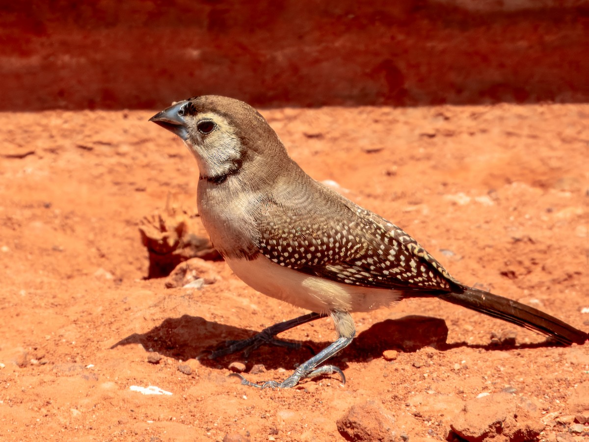 Double-barred Finch - ML624143653