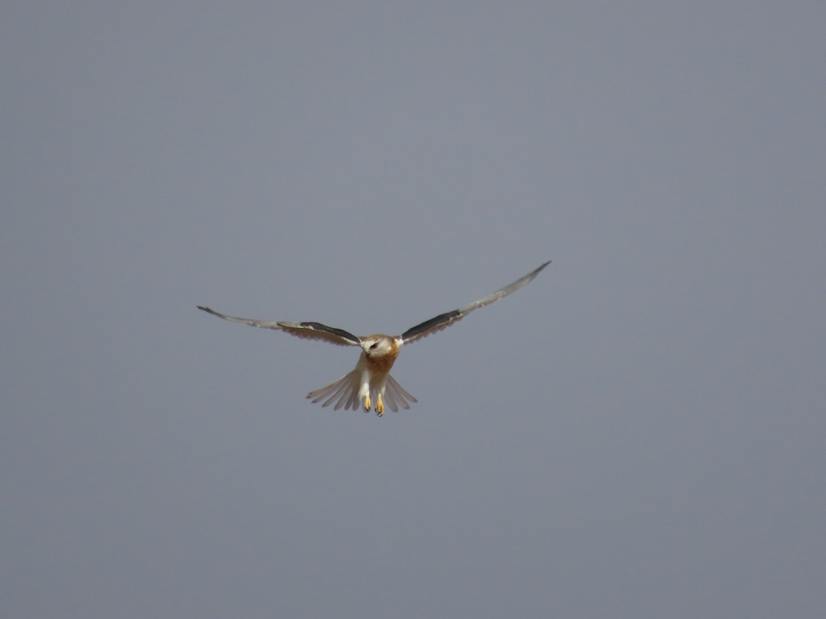 White-tailed Kite - ML624143654