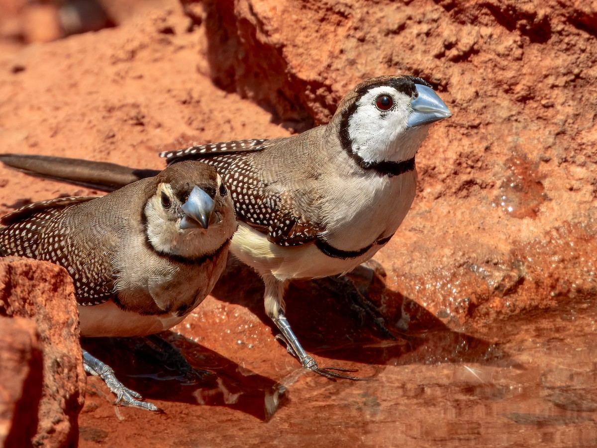 Double-barred Finch - ML624143659