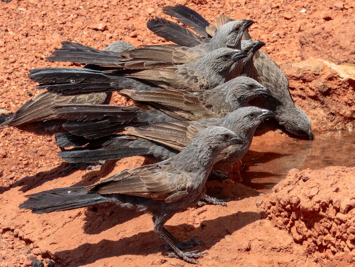 Apostlebird - ML624143660