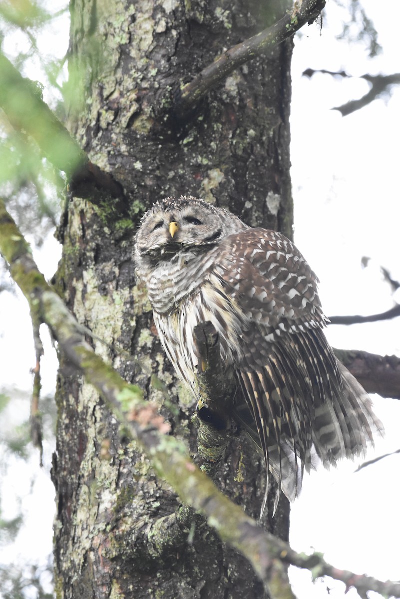 Barred Owl - ML624143661