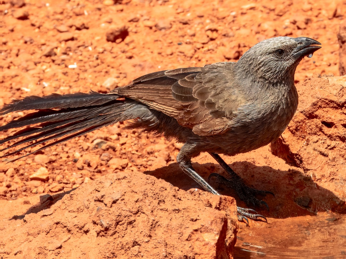 Apostlebird - ML624143662