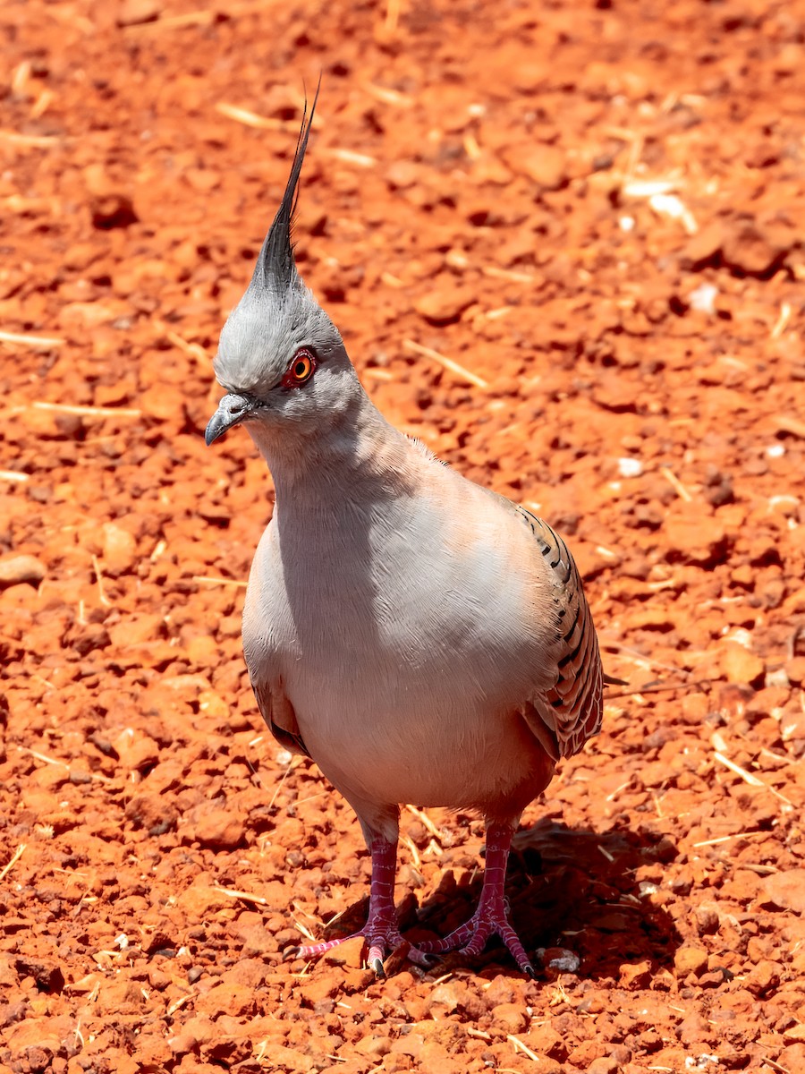 Crested Pigeon - ML624143663