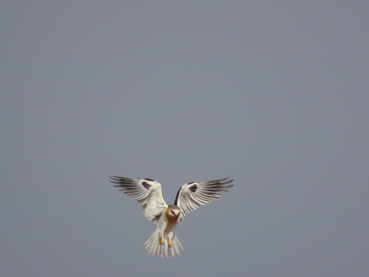 White-tailed Kite - ML624143666