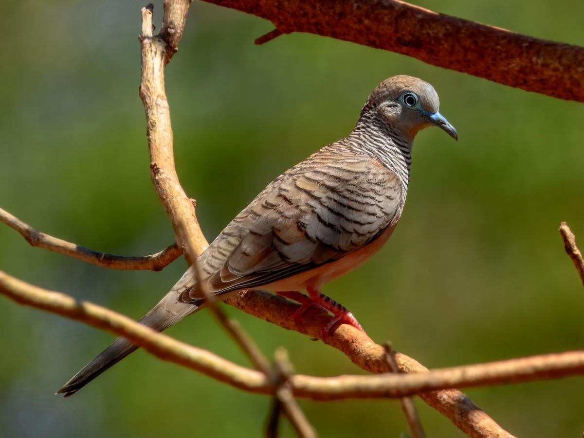 Peaceful Dove - ML624143667