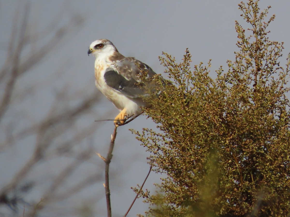 White-tailed Kite - ML624143683