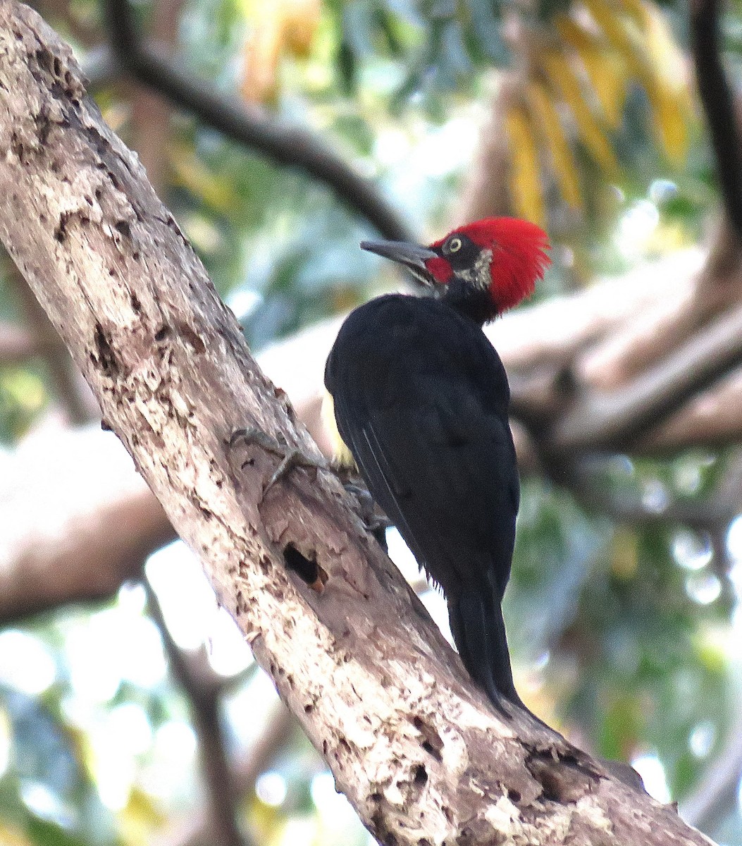 White-bellied Woodpecker - ML624143711