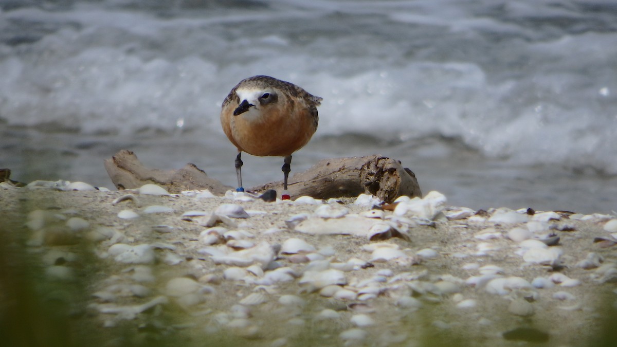 kulík rezavý - ML624143717