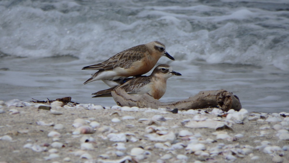 kulík rezavý - ML624143720