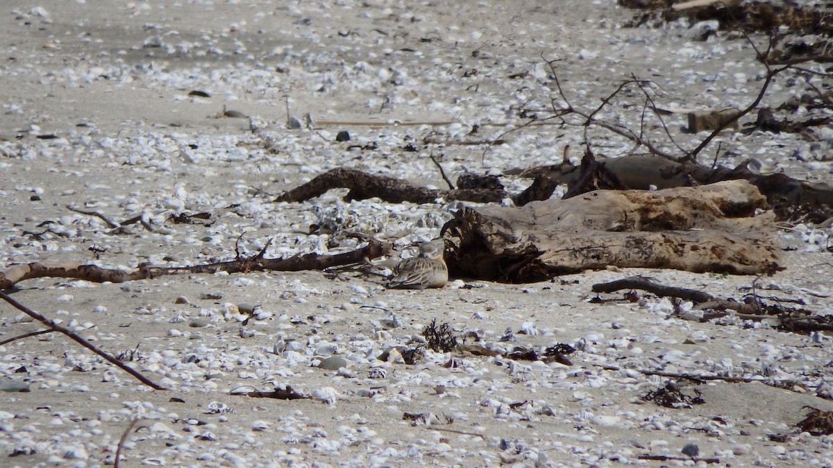 kulík rezavý - ML624143725