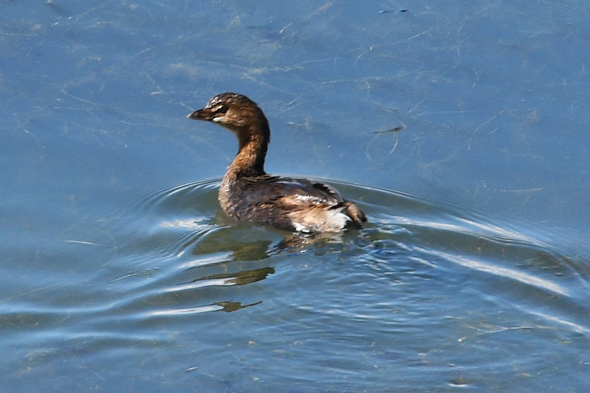 Pied-billed Grebe - ML624143735