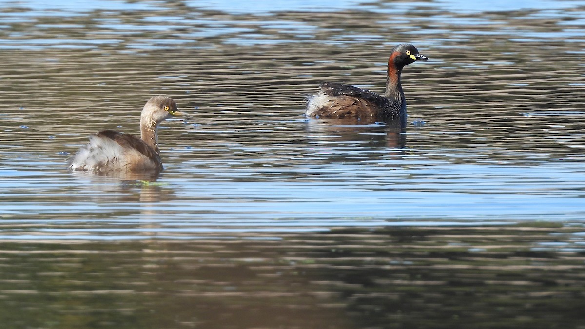 Australasian Grebe - ML624143736