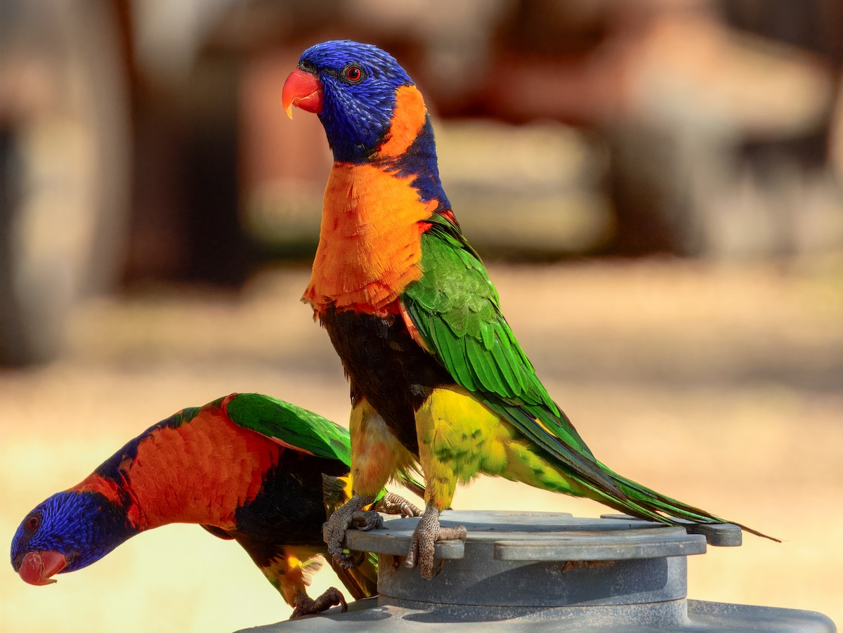 Red-collared Lorikeet - ML624143743