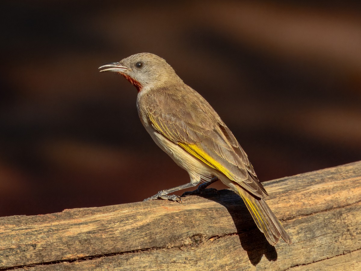 Rufous-throated Honeyeater - ML624143749