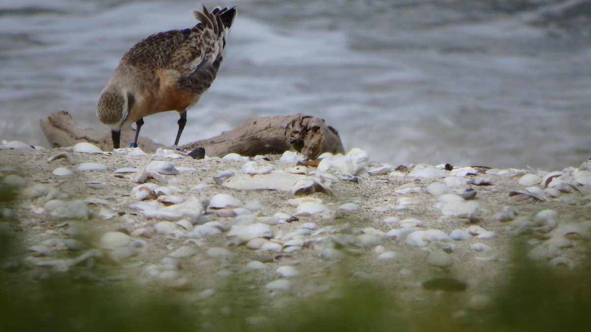 kulík rezavý - ML624143766