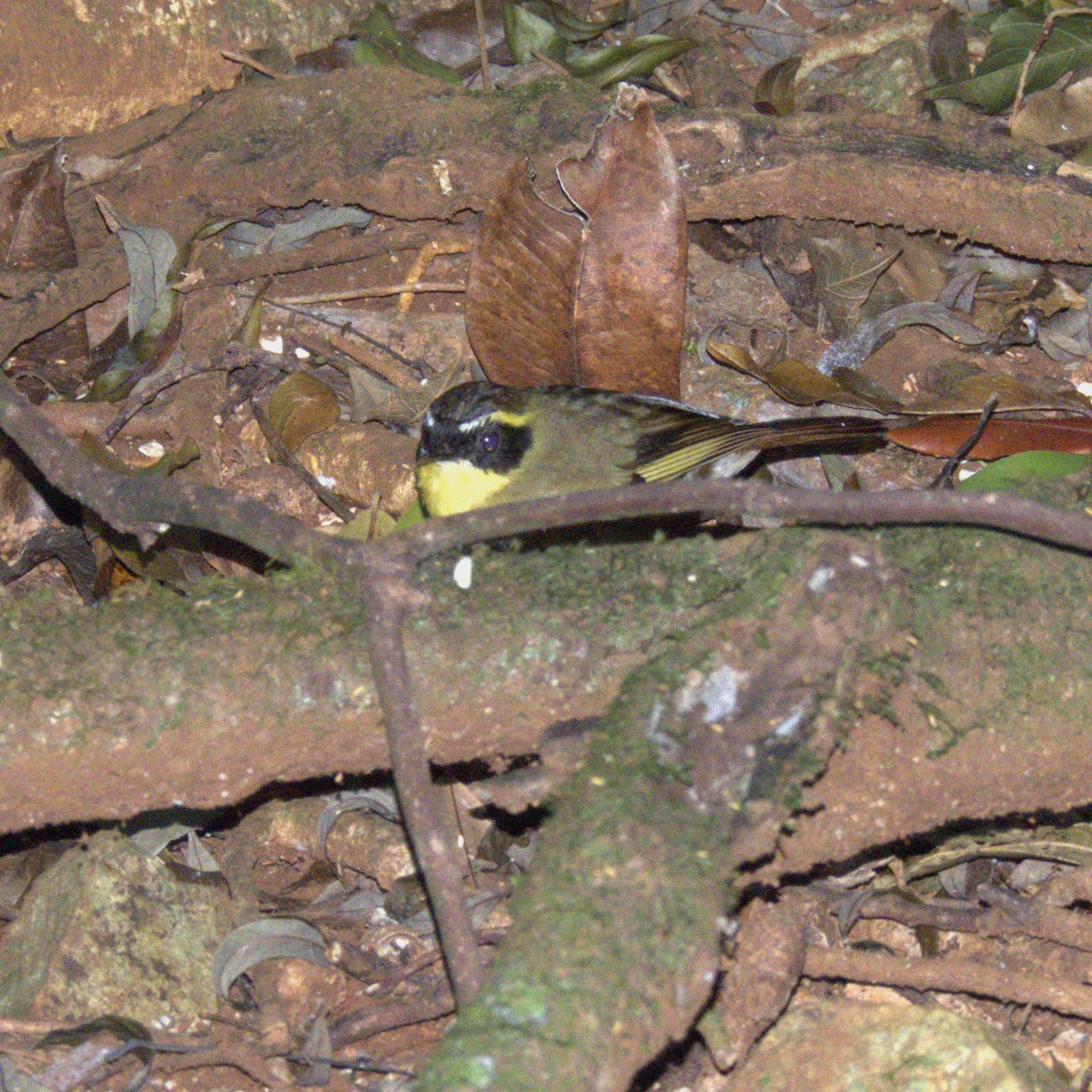 Yellow-throated Scrubwren - ML624143799