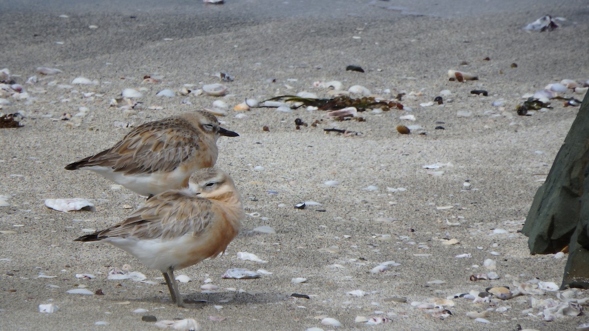 kulík rezavý - ML624143840