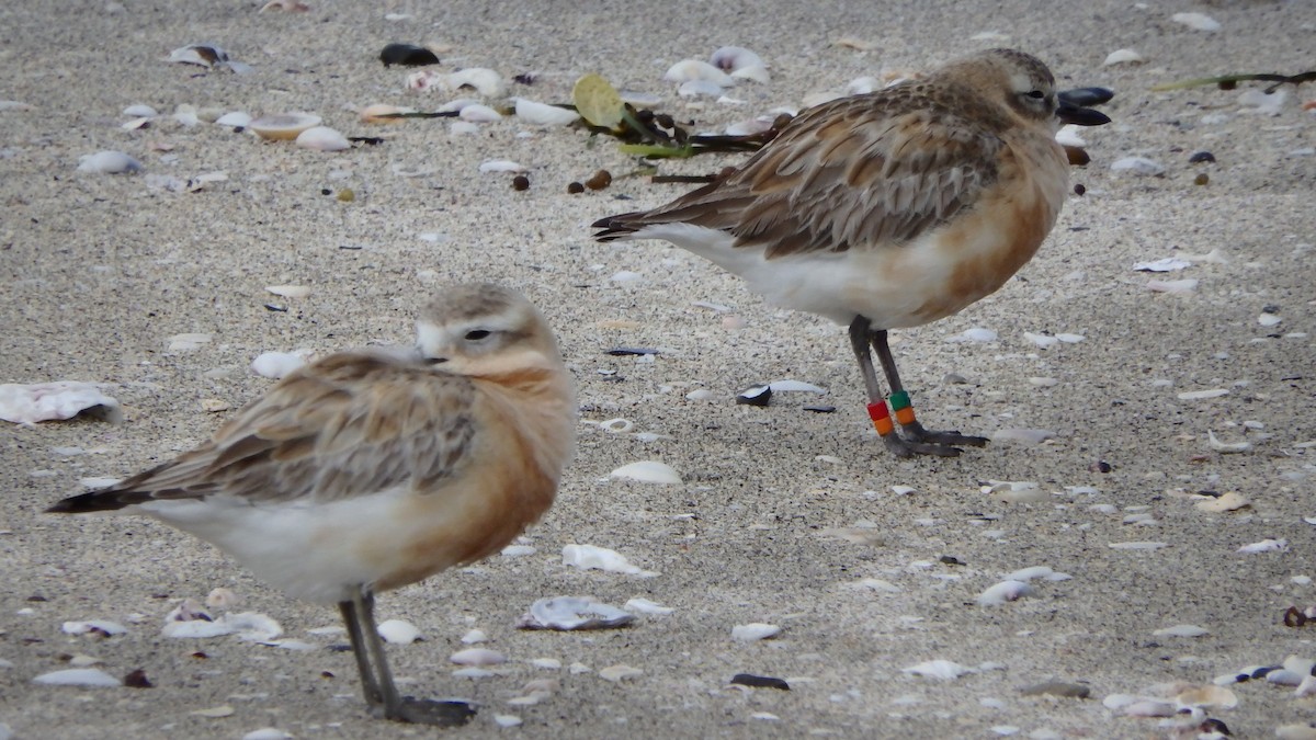 kulík rezavý - ML624143841