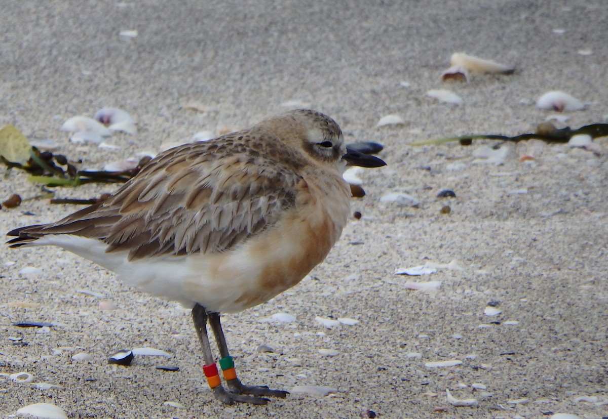 kulík rezavý - ML624143842