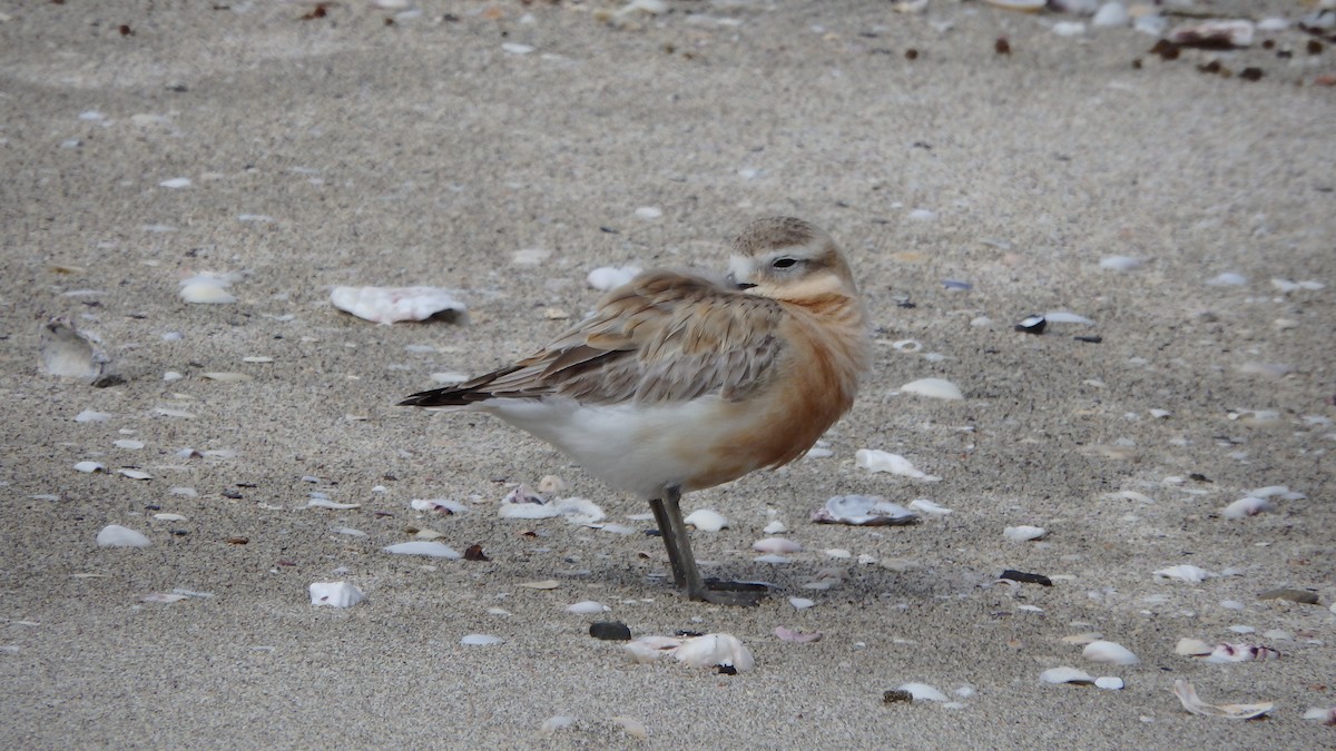 kulík rezavý - ML624143843